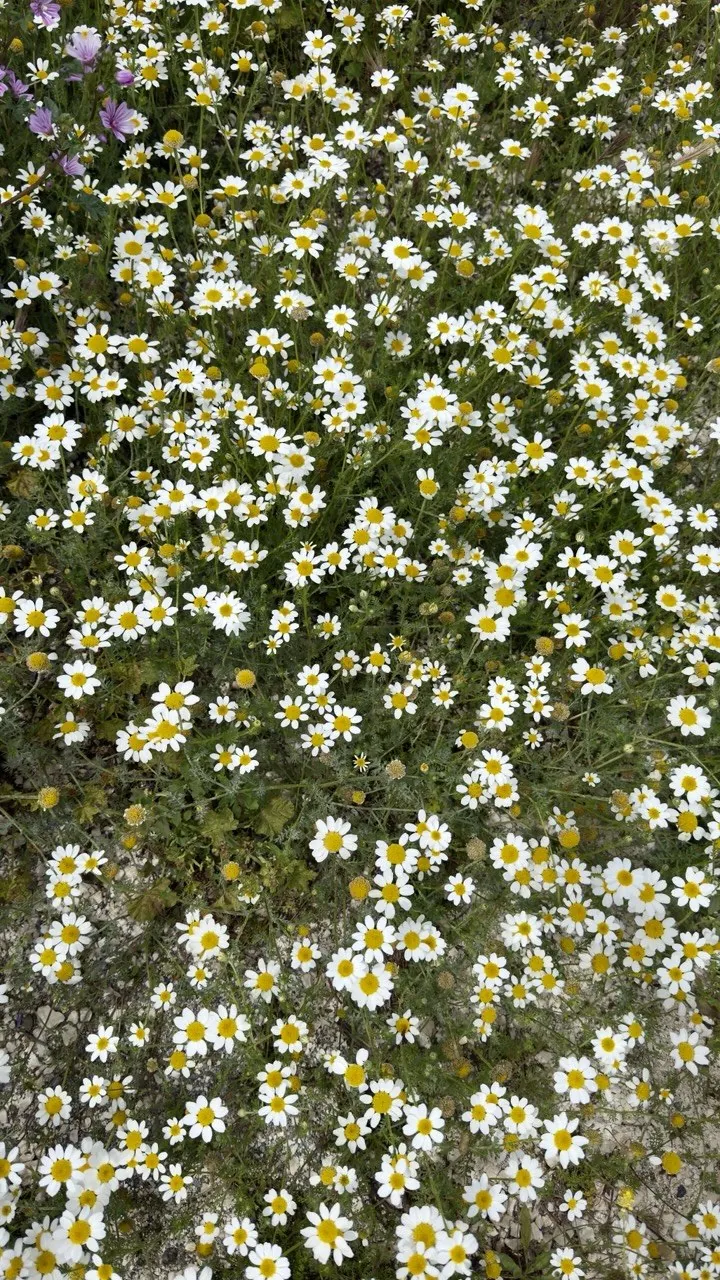 Campo de manzanilla en flor