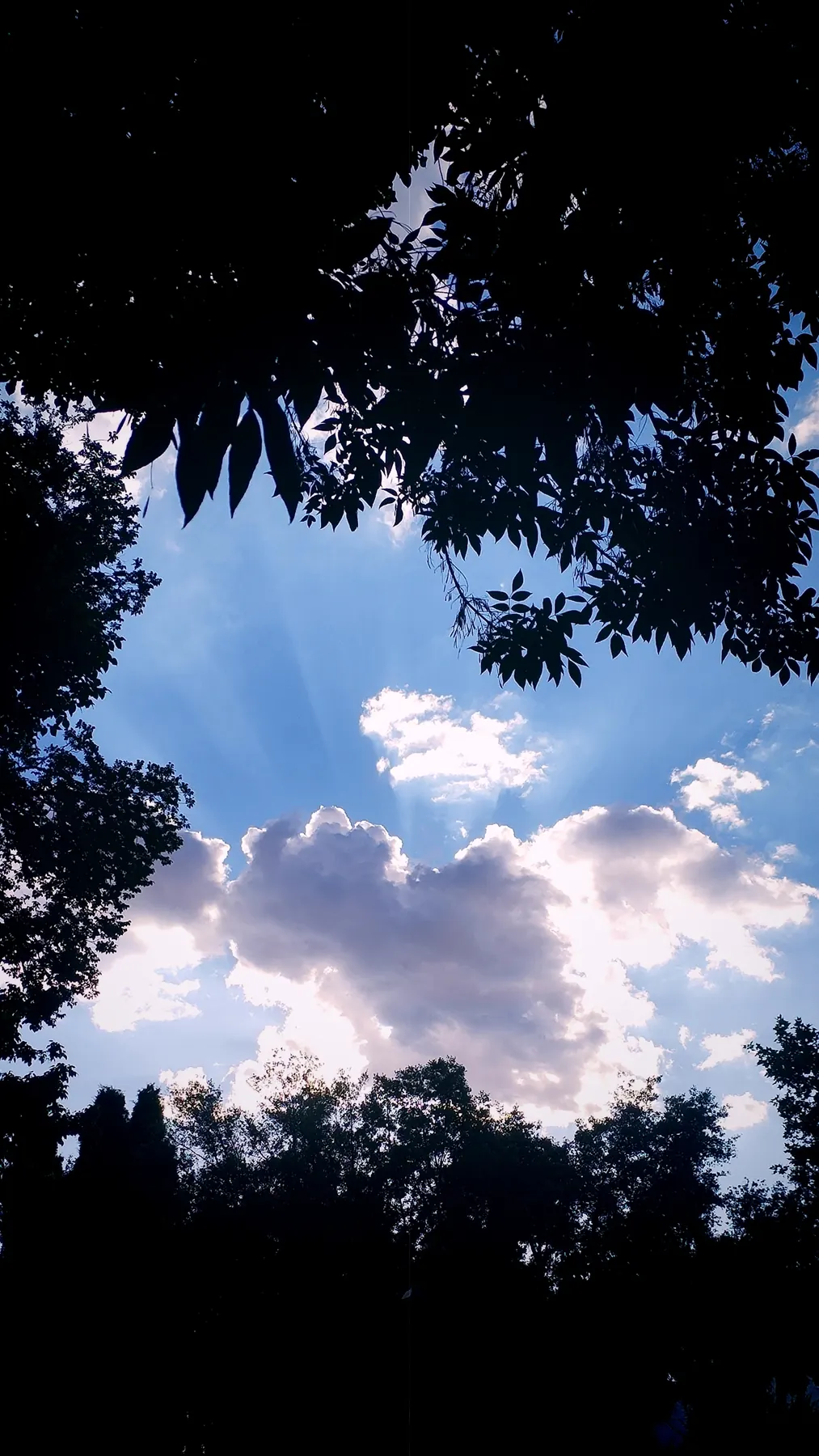 Hojas contra el cielo vistas desde abajo