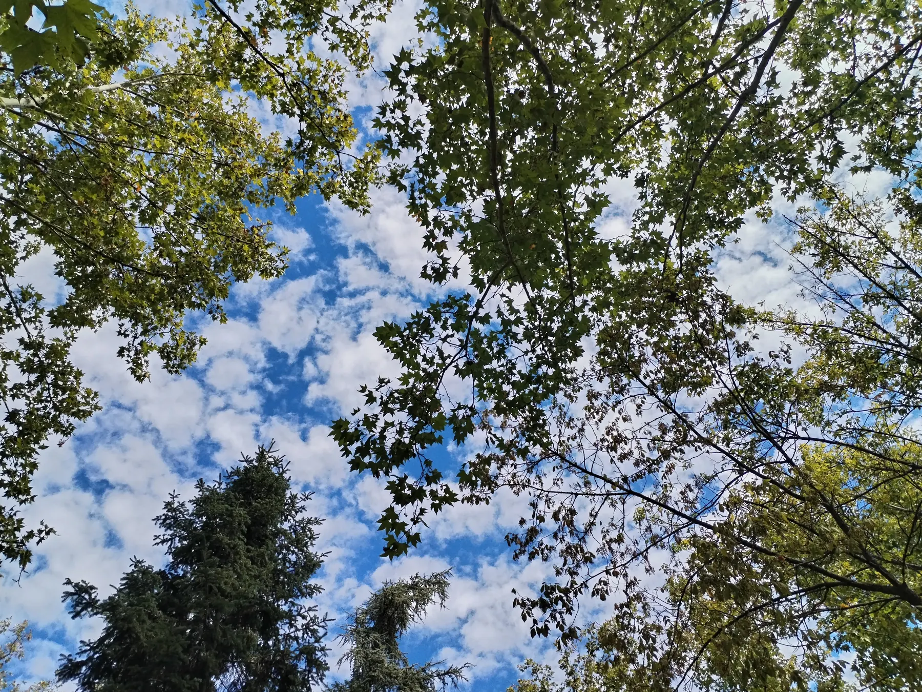 Copas de árboles desde el suelo