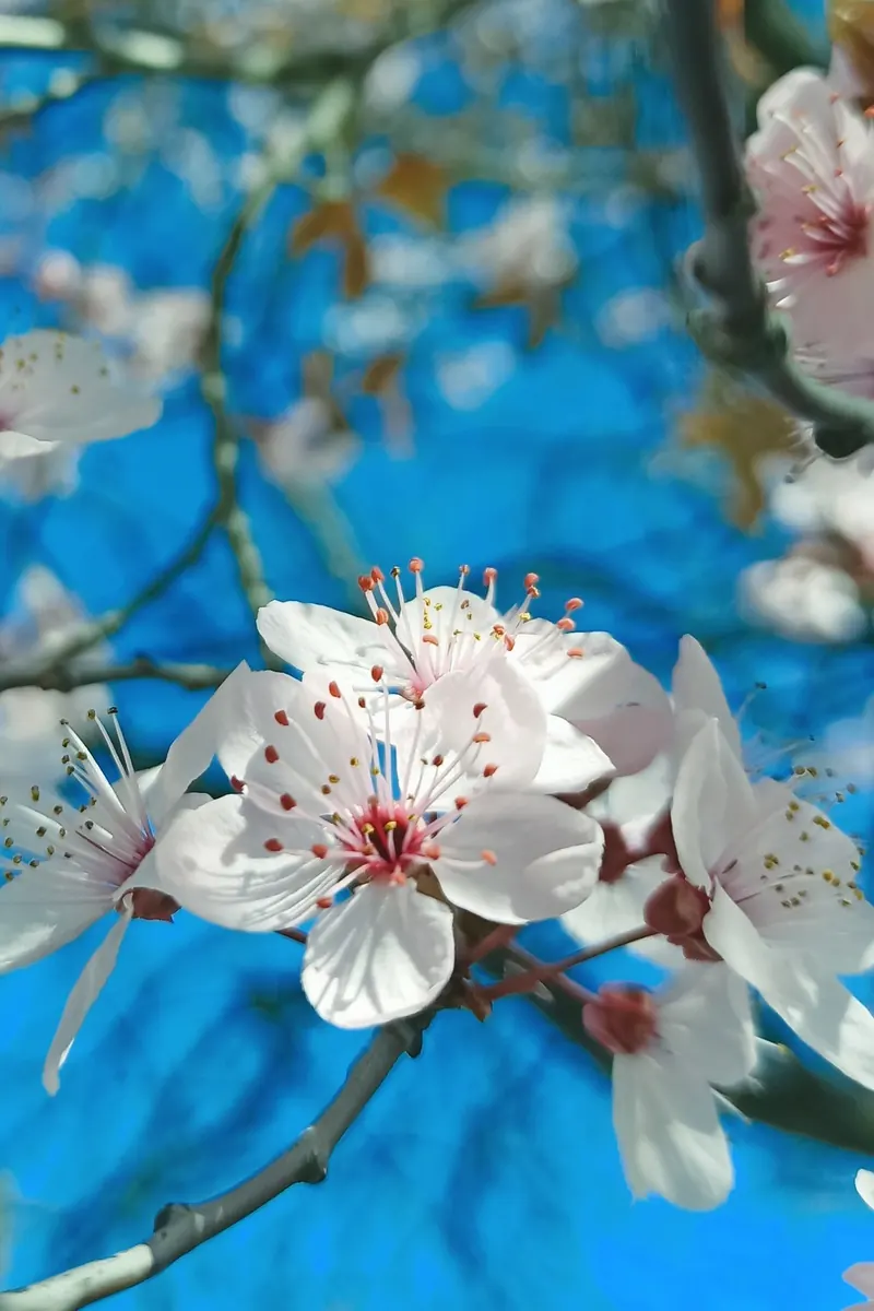 Flores de almendro contra un cielo azul
