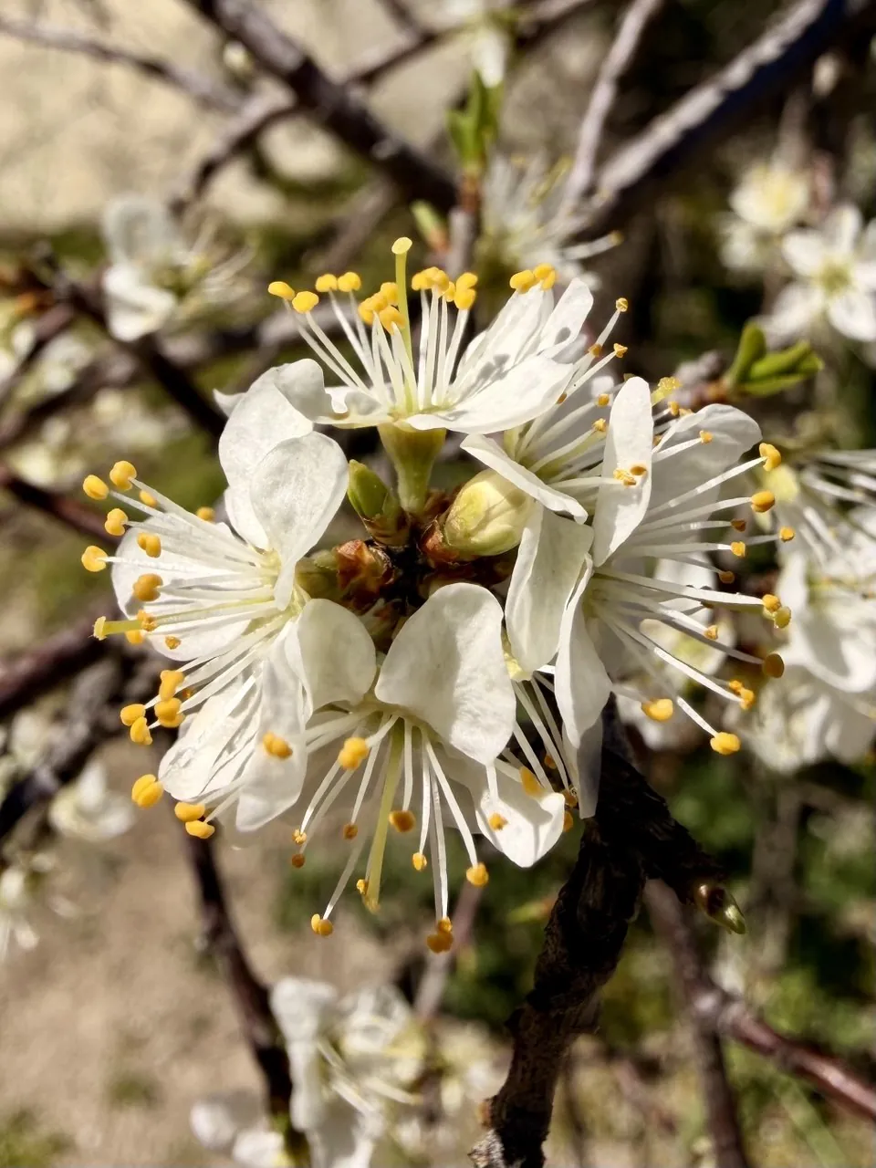 Flores blancas de ciruelo en una rama
