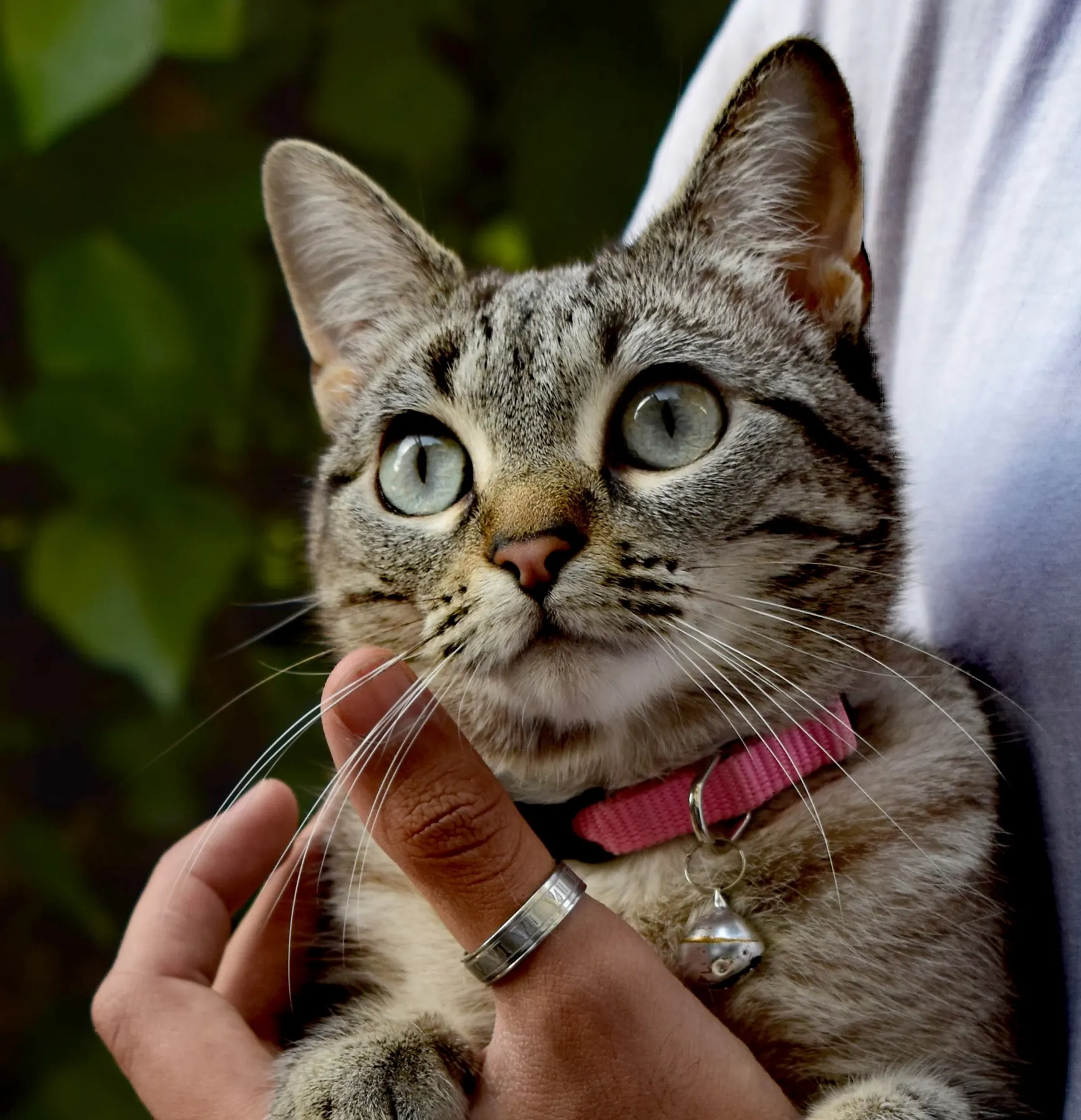 Gato mirando a cámara