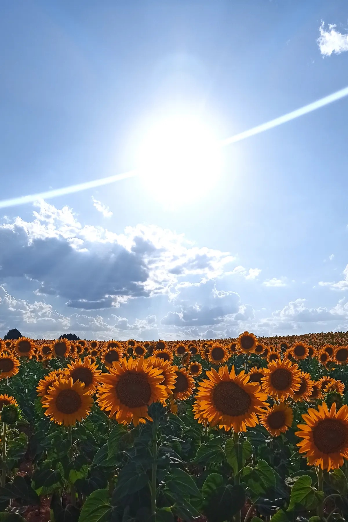 Campo de girasoles bajo el sol
