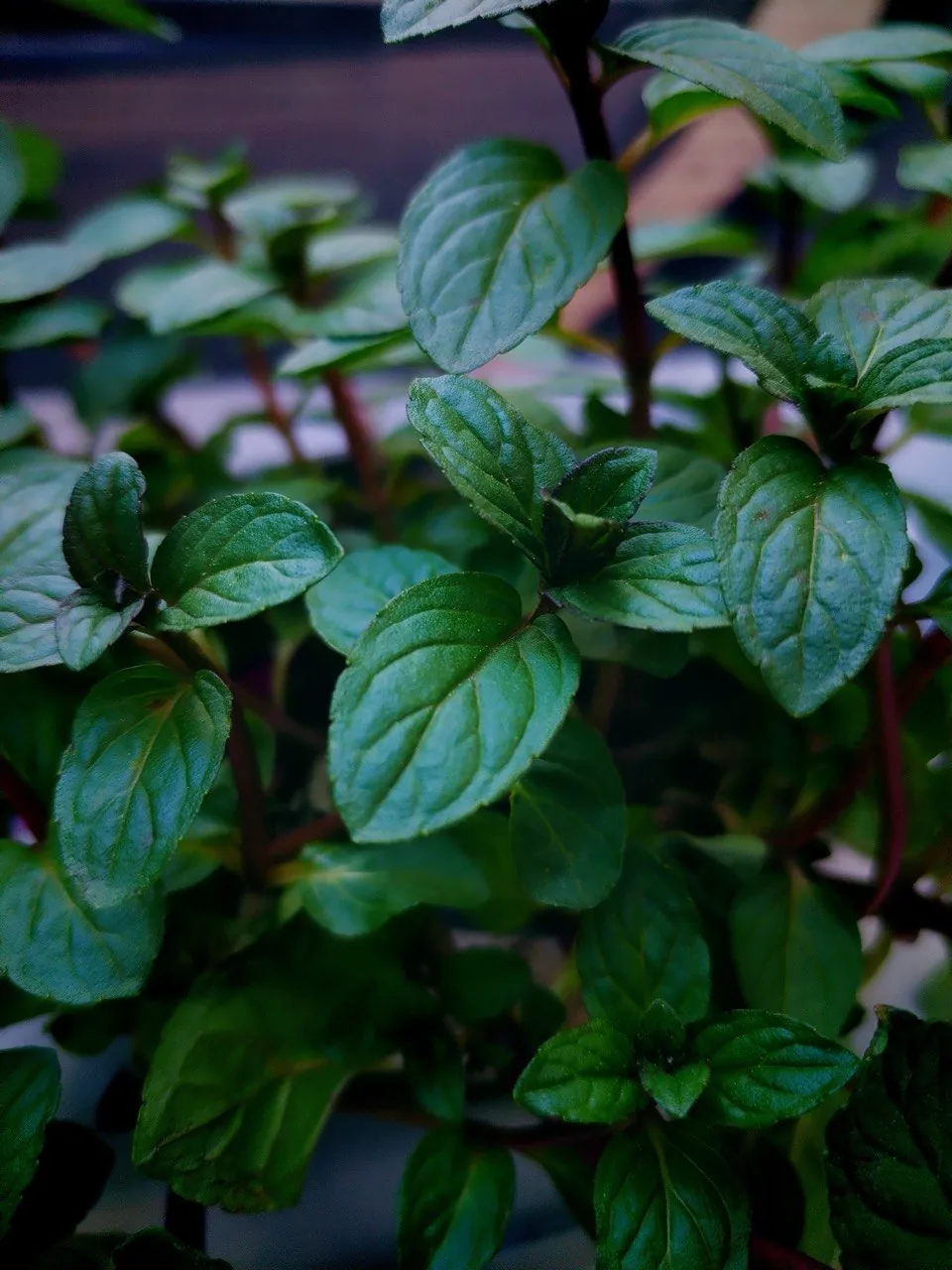 Hojas verdes de menta