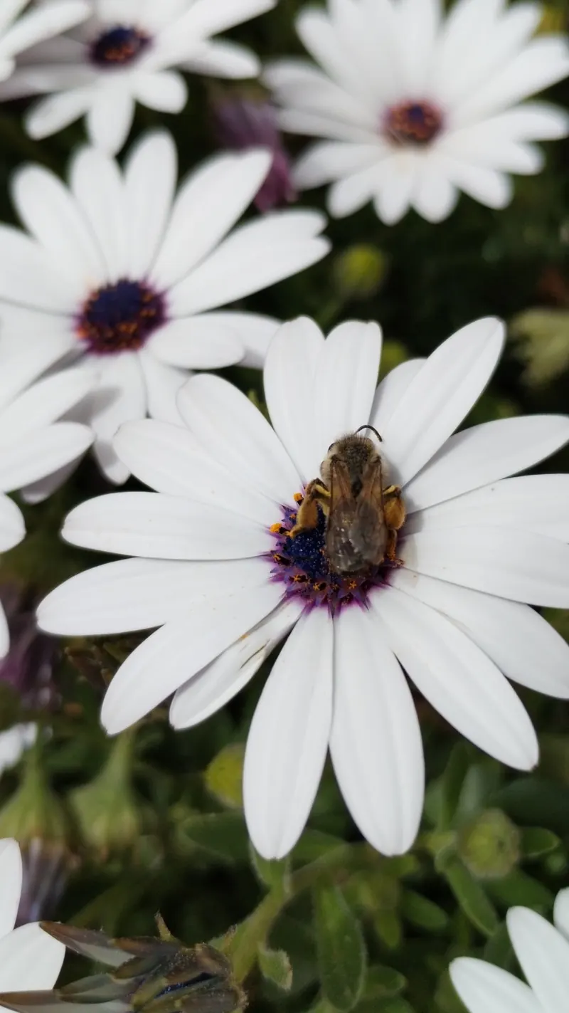 Margarita blanca con una abeja en el centro