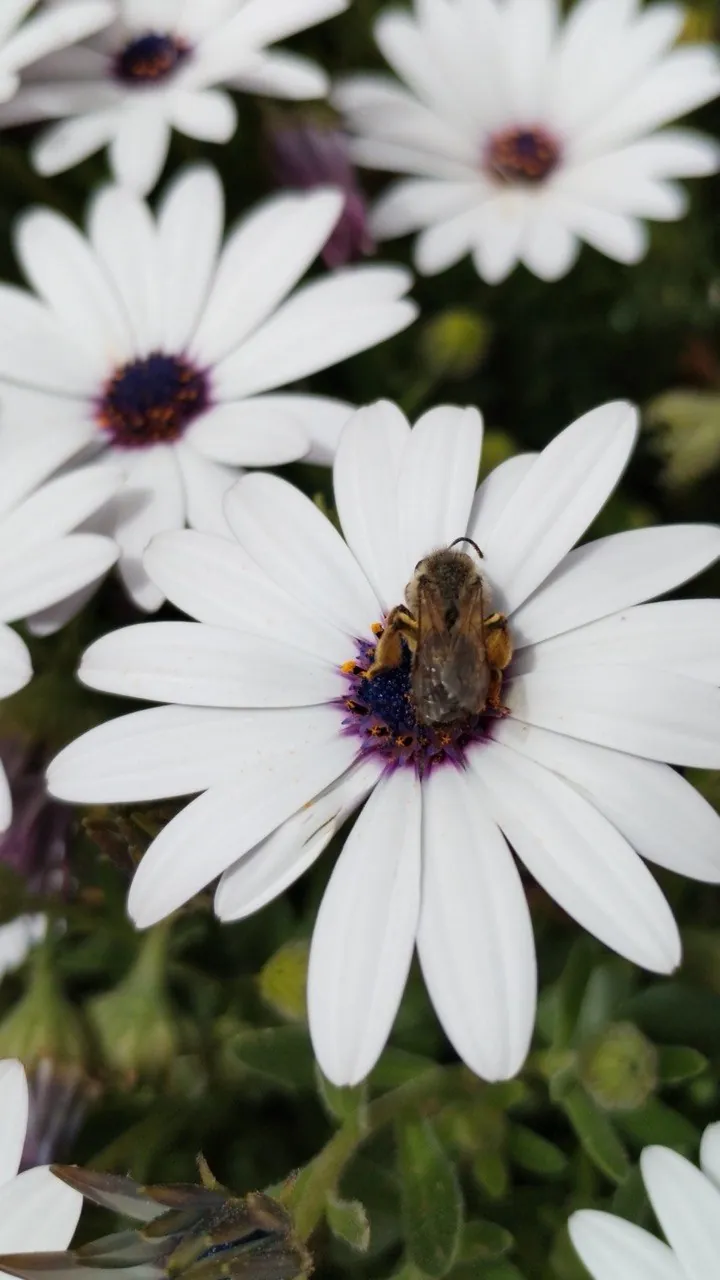 Margaritas africanas con una abeja en el centro
