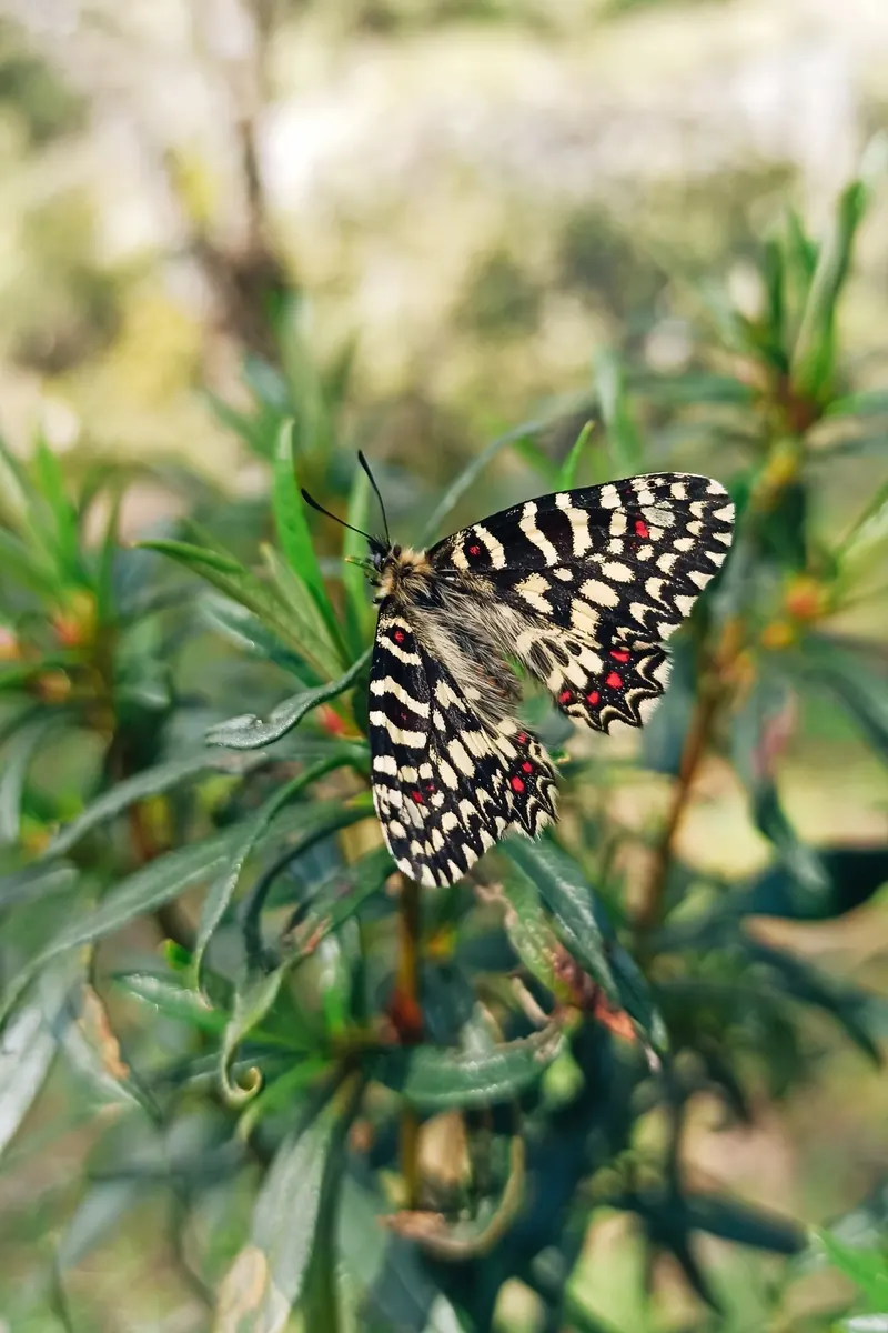 Mariposa posada entre hojas
