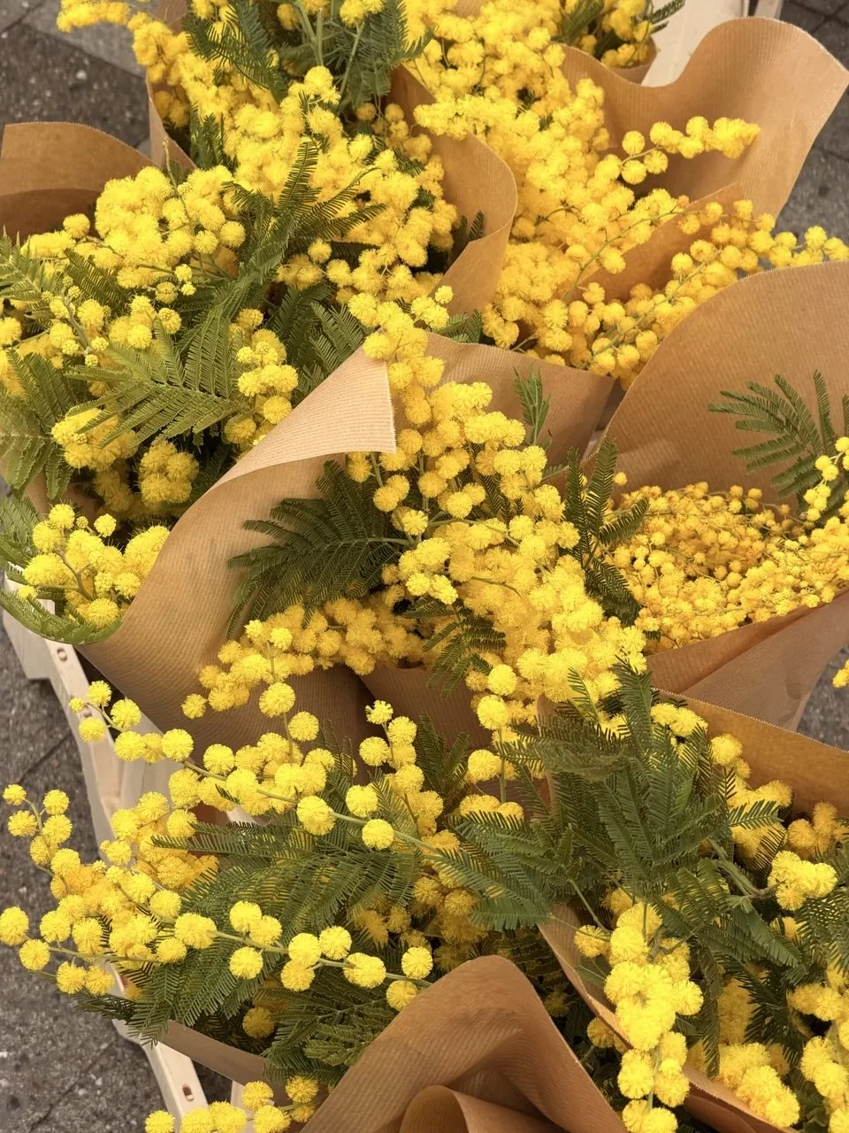 Ramos de mimosa amarilla envueltos en papel
