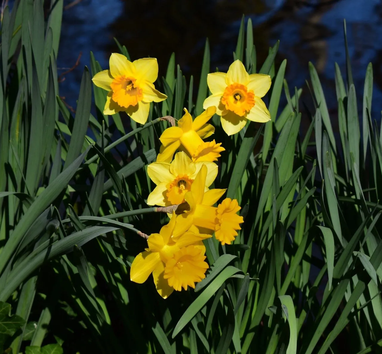 Narcisos amarillos entre hojas verdes