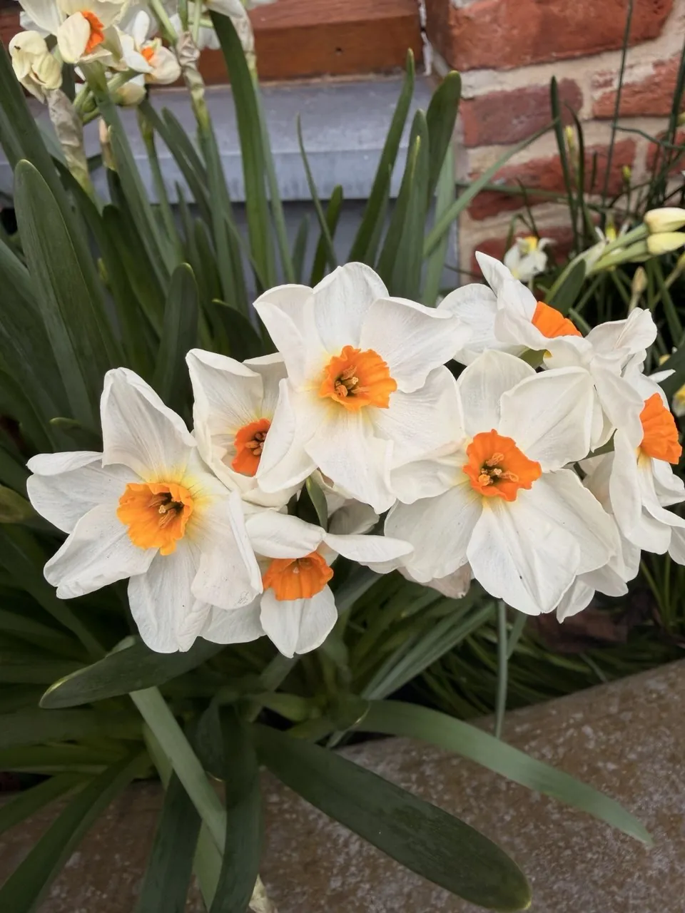 Narcisos blancos con el centro naranja