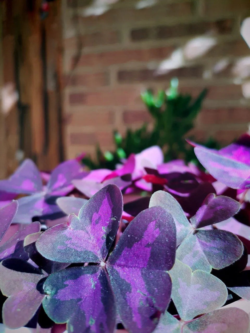 Hojas moradas de oxalis junto a una pared de ladrillo
