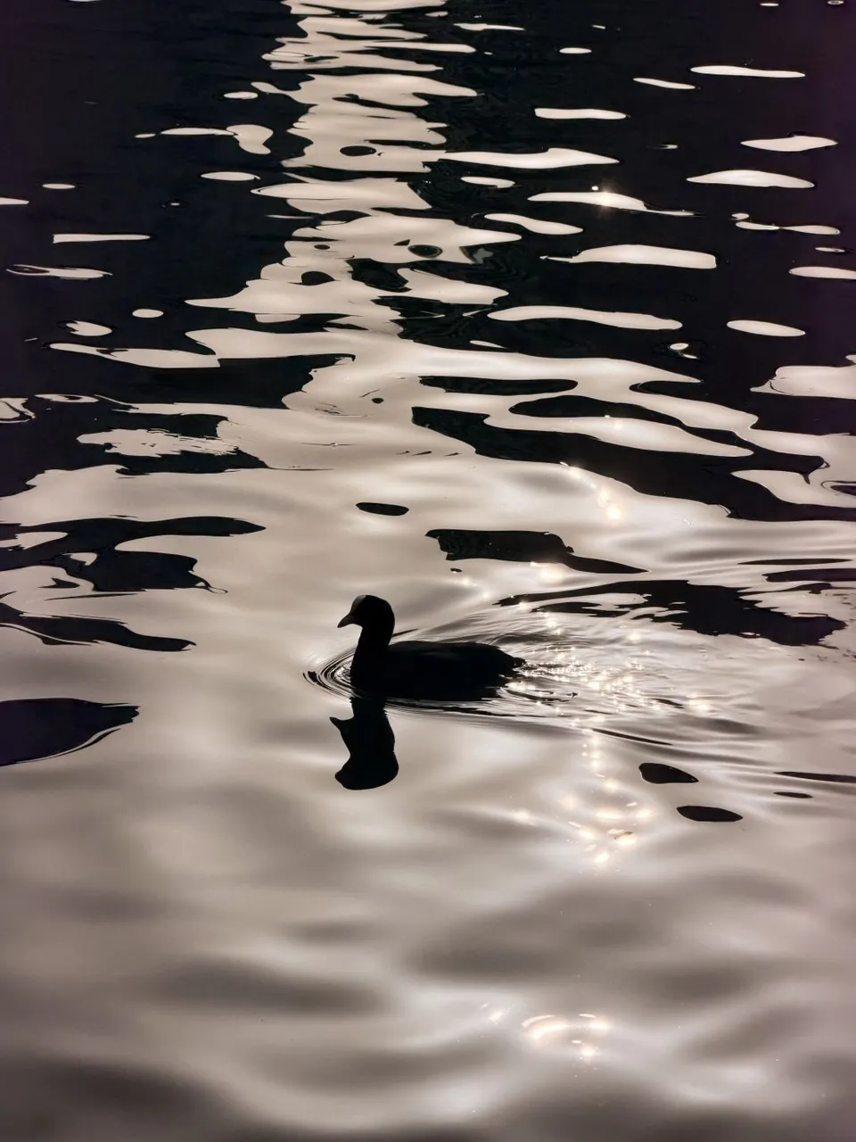 Silueta de un pato sobre el agua con reflejos