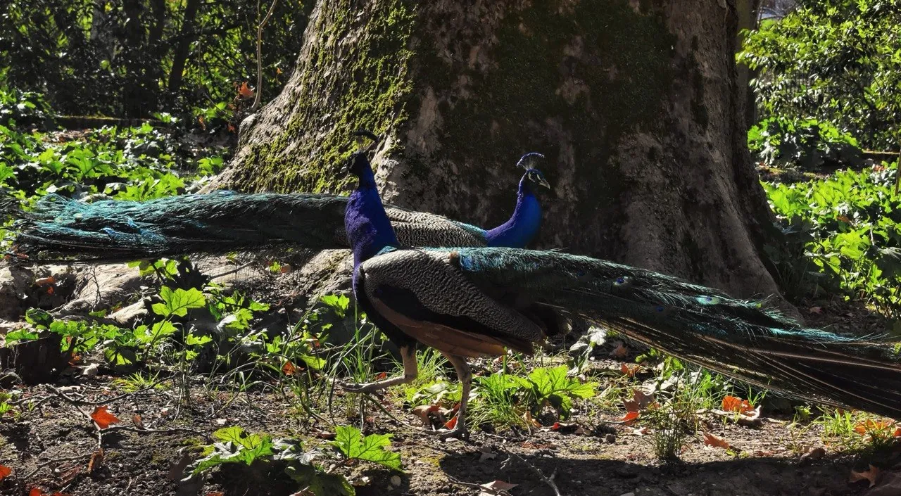Pavos reales bajo un árbol