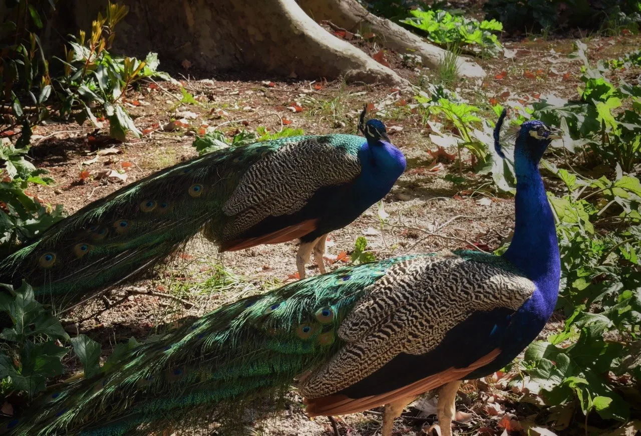 Dos pavos reales en un jardín