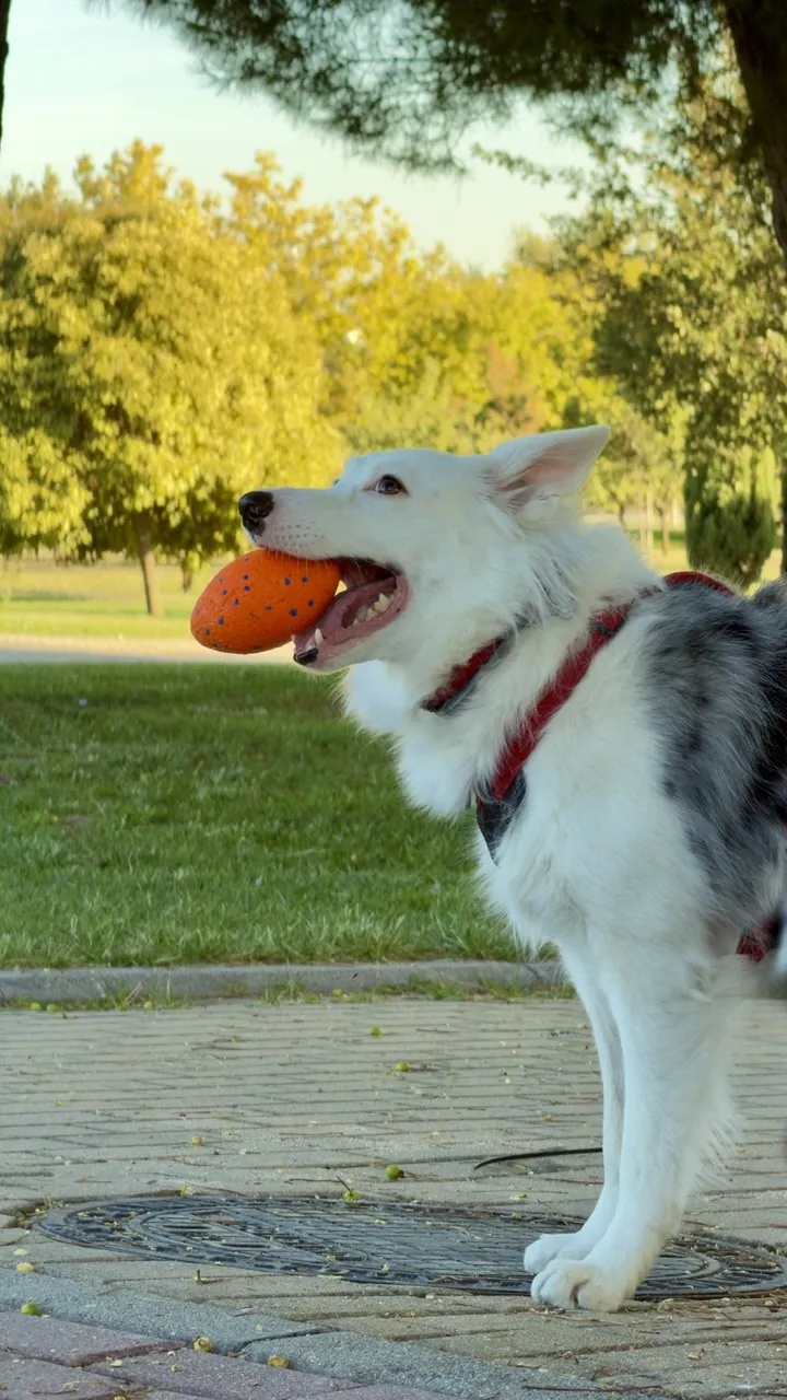 Perro blanco con una pelota naranja en la boca