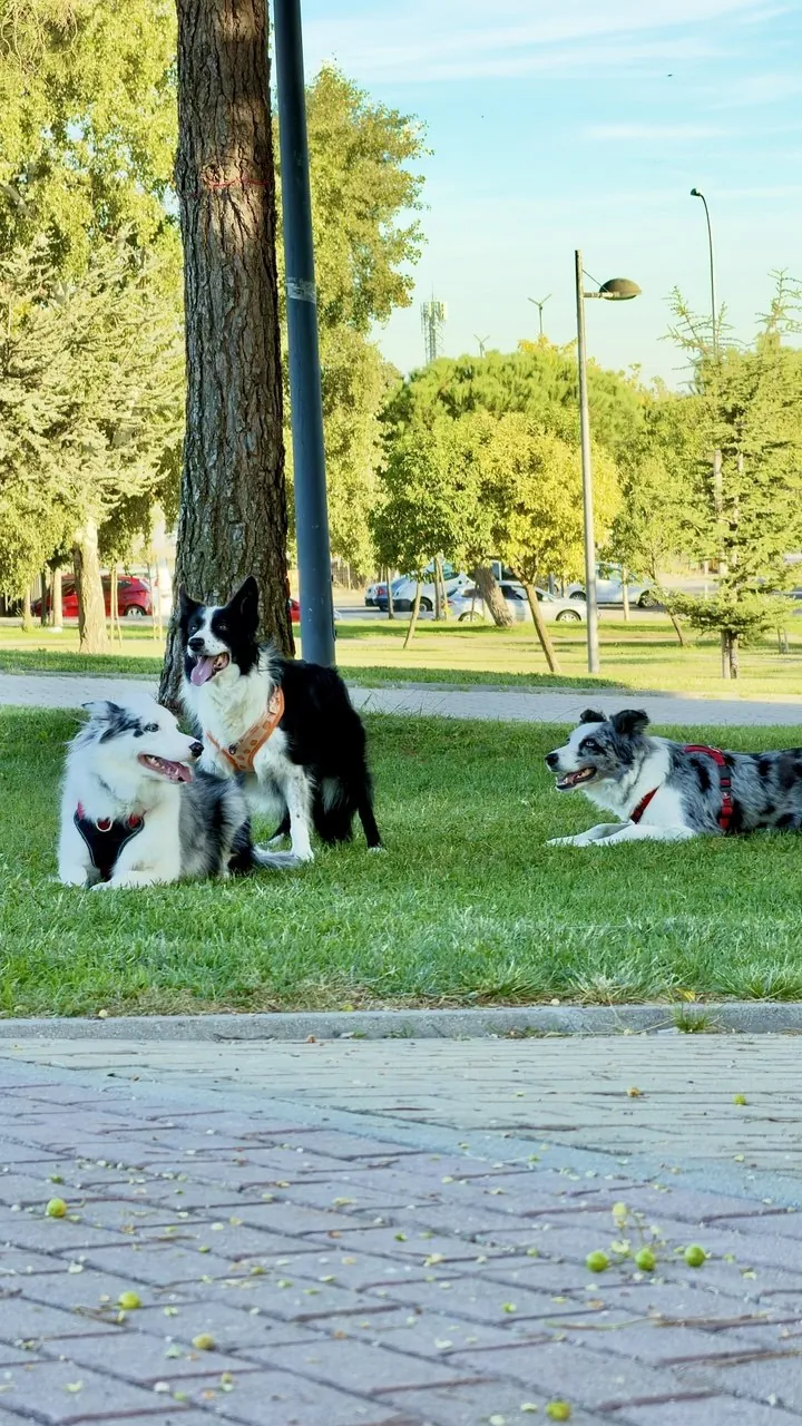 Dos perros tumbados en el césped de un parque