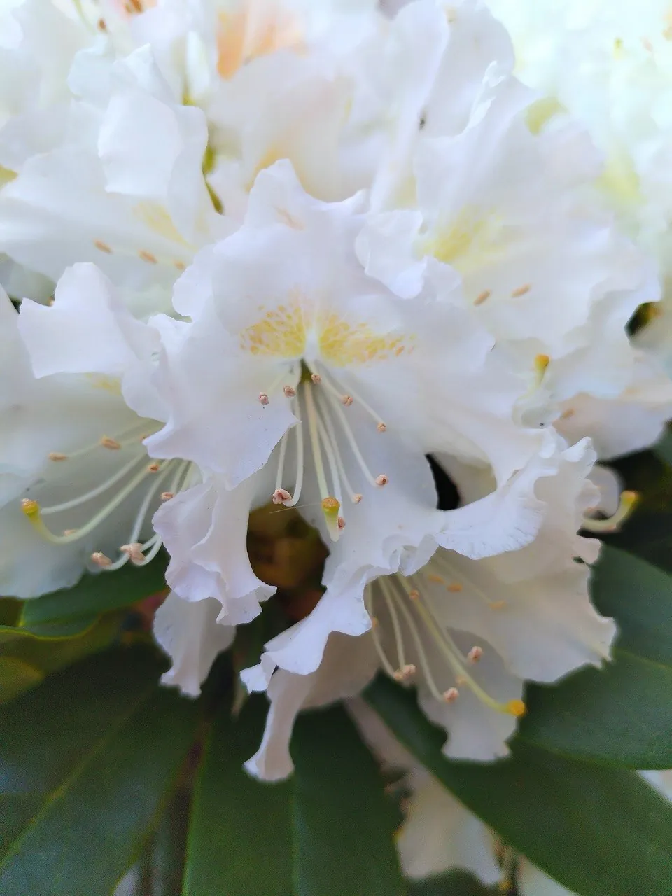 Flores blancas de rododendro