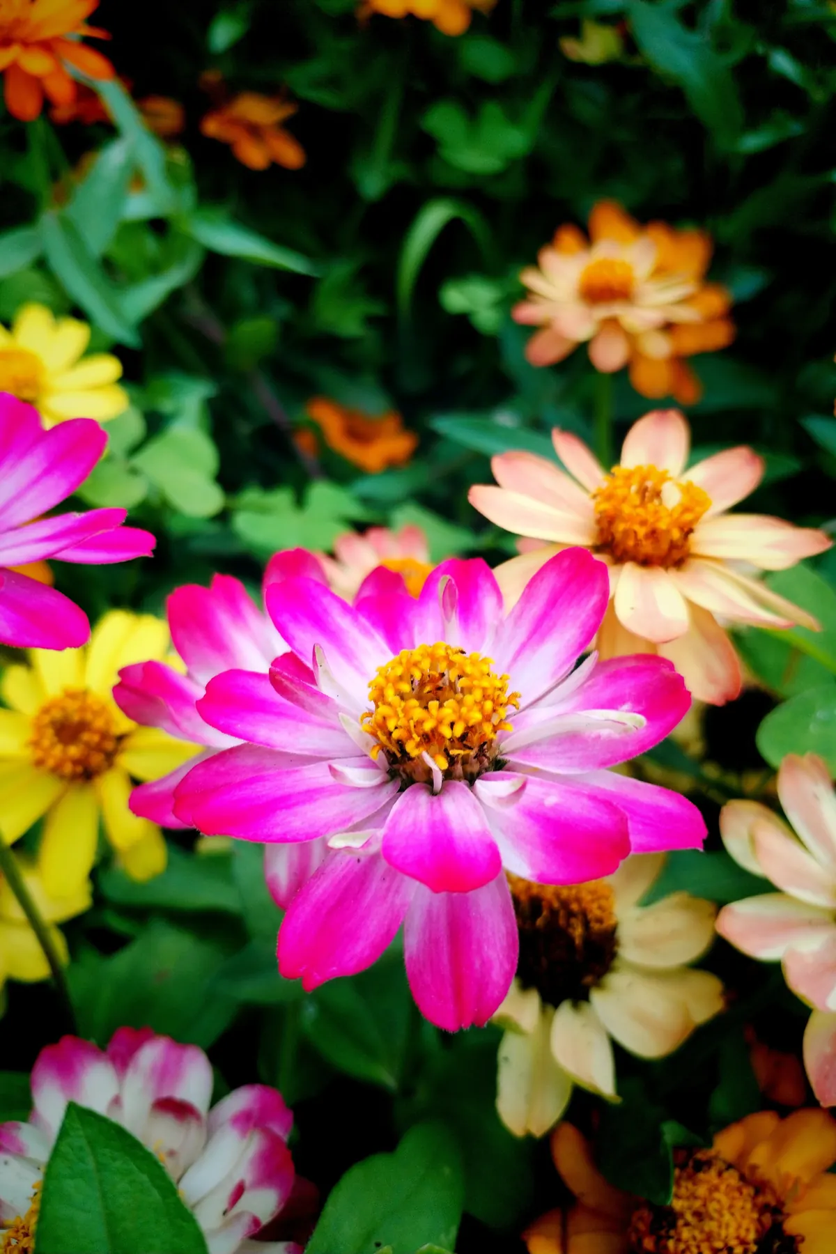 Zinnia rosa entre flores naranjas