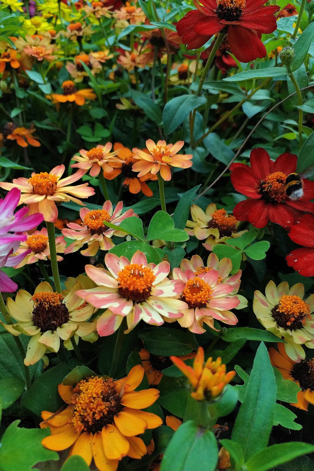 Zinnias de colores en un jardín